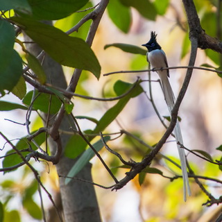 Tadoba - Asian paradise-flycatcher